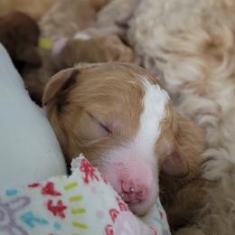 French Bulldog and Goldendoodle Puppies from Good Vibes Puppies