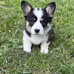 Pembroke Welsh Corgi Puppies from Sunnydale Corgis