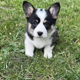 Pembroke Welsh Corgi Puppies from Sunnydale Corgis