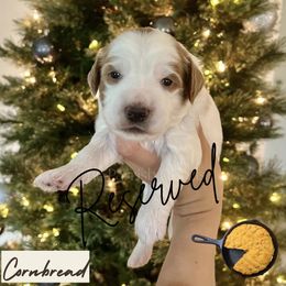 Cornbread - Parti male Goldendoodle puppy in Aubrey, Texas from The Parrish Doods