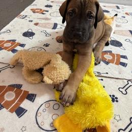 Chorizo - Fawn male Great Dane puppy in Naples, Florida from Above The Salt Danes