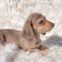 Dejá's Chocolate and Cream Dapple -- Girl - Dapple female Dachshund puppy in Kalama, Washington from Dazzling Doxies