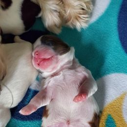Shih Tzu Puppies from Furever Hometown Shih Tzu