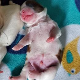 Shih Tzu Puppies from Furever Hometown Shih Tzu
