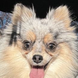 Glitter - Pomeranian