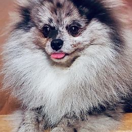 Pomeranians from Molly Poms