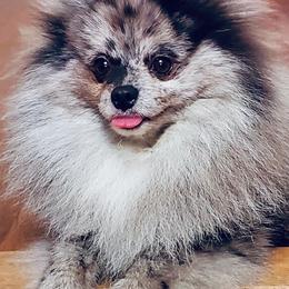 Pomeranians from Molly Poms