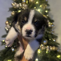 Billy - Black and tan male American Corgi puppy in Chowchilla, California from CalValley Kennels