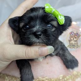 Tumbleweed - Black and tan male Morkie puppy in Barren Springs, Virginia from Seeking Shalom Acres Maltese, Maltipoos & Havamalts