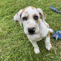Great Dane Puppies from Mountain Valley Danes