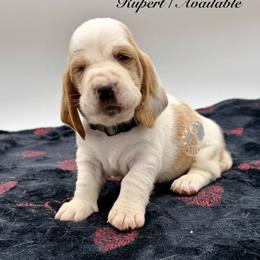 Rupert - Red and white male Basset Hound puppy in Dingess, West Virginia from Tuckers' Howling Hounds