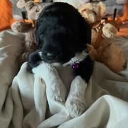 Girl 1 - Saint Berdoodle puppy in Idaho from Oodles of Doodles, LLC