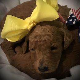 Poodle Puppies from Prissy Pants Poodles LLC