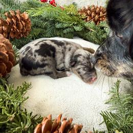 Miniature American Shepherd and Miniature Australian Shepherd Puppies from Sugartop Minis