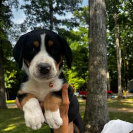 Cordelia - Black, white and red female Greater Swiss Mountain Dog puppy in Chester, Illinois from Hilltop Swissys