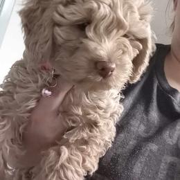 Cavapoo, Cockapoo, Cocker Spaniel, Goldendoodle, Golden Retriever, and Shihpoo Puppies from Hunting Creek Farm & Kennel