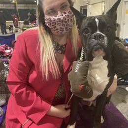 Boxer All Grown Up from Bluegrass Brawn Boxers