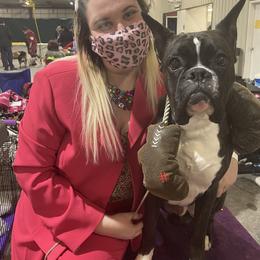 Boxer All Grown Up from Bluegrass Brawn Boxers
