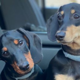 Dachshunds from Gilbert Acres