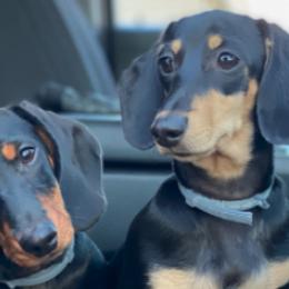 Dachshunds from Gilbert Acres