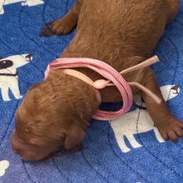 Lucy Pink collar - Red  female Goldendoodle puppy in Fontana, California from Grammy's Puppy Love doodles and poodles