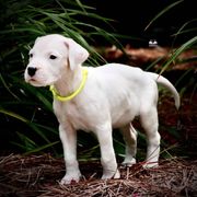 Yellow - Dogo Argentino puppy from Primo Kennels
