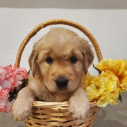Golden Retriever Puppies from Akoya Kennels