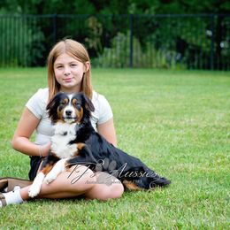 Harlow - Miniature Australian Shepherd