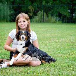 Harlow - Miniature Australian Shepherd