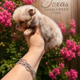 Chocolate merle boy - Chocolate merle male Pomeranian puppy in Eagle Pass, Texas from Texas Tumbleweed Poms