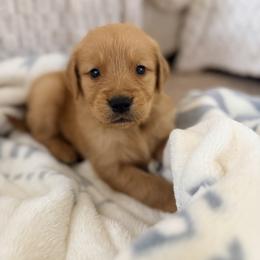 Green Color Boy - Dark golden male Golden Retriever puppy in Loma Rica, California from BloomingPuppies