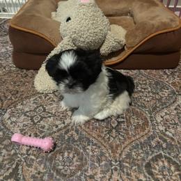 Shih Tzu Puppies from Shihtzu Happen