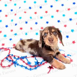 Freedom - Dapple male Dachshund puppy in Greenville, North Carolina from The Gorman Farms
