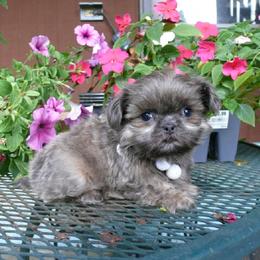 Porter - Blue male Shih Tzu puppy in Wild Rose, Wisconsin from Sorenson's Shih-tzus