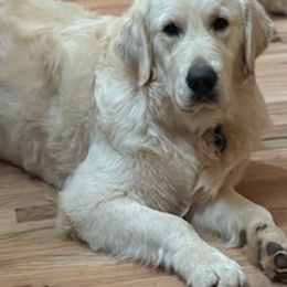 Liam - Golden Retriever