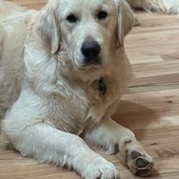 Liam - Golden Retriever