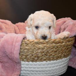 Leo (AKC) - White male Poodle puppy in Rainbow City, Alabama from Misioh Poodles
