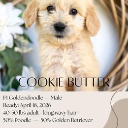 Cookie Butter - Apricot male Goldendoodle puppy in Wilson, North Carolina from Cedar Creek Doodles