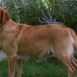 Dilute Retrievers and Labrador Retrievers from Jobs Peak Labradors