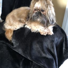 Minka - Shih Tzu