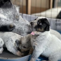 Australian Cattle Dog Puppies from Tin Roof Australian Cattle Dogs