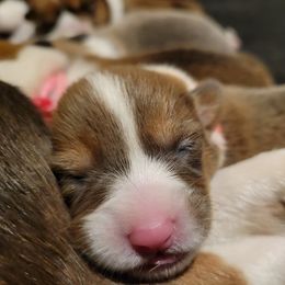 German Shepherd and Pembroke Welsh Corgi Puppies from J&R Shepherds & Corgis