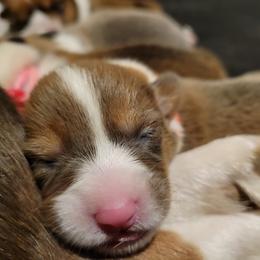 German Shepherd and Pembroke Welsh Corgi Puppies from J&R Shepherds & Corgis