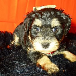 Girl 3. - Black and silver female Miniature Schnauzer puppy in Texas from Blue Rose's Schnauzers