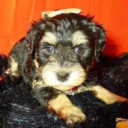 Girl 3. - Black and silver female Miniature Schnauzer puppy in Texas from Blue Rose's Schnauzers