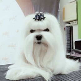 Lijemas (Liam) - Maltese