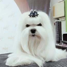 Lijemas (Liam) - Maltese