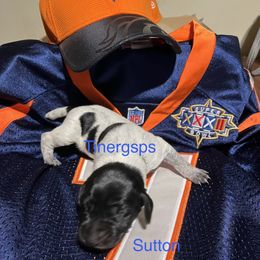 Sutton - Black roan female German Shorthaired Pointer puppy in Jackson, Georgia from Tiner GSP’s LLC