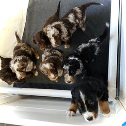 Australian Mountain Doodle, Bernedoodle, and Goldendoodle Puppies from Wynterwood Doodles