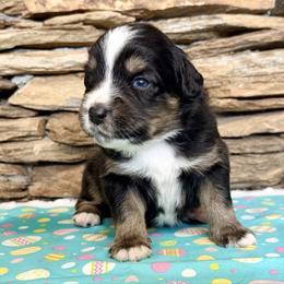 Leo - Black tri-color male Australian Shepherd puppy in Red Springs, North Carolina from Julia Rose Ranch